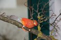 IMG_0395