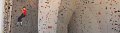 IMG_0347_stitch