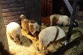 IMG_3708